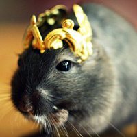 小老鼠可爱头像 超萌超可爱的小老鼠