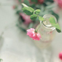 好看美丽花朵微信头像