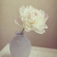 好看的微信头像图片花_清新好看的花