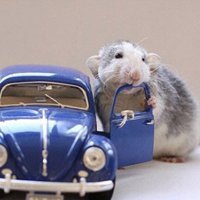 小老鼠可爱头像 超萌超可爱的小老鼠