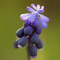 一朵花的清新图片头像 清新唯美范儿