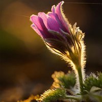 一朵花的清新图片头像 清新唯美范儿