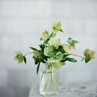 好看的微信头像图片花_清新好看的花