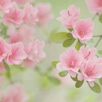 好看简单大方干净的微信头像图片