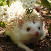 小老鼠可爱头像 超萌超可爱的小老鼠