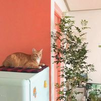 简单干净的微信头像图片