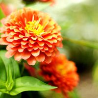 一朵花的清新图片头像 清新唯美范儿