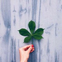 微信头像图片唯美静物