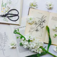 好看的微信头像图片花_清新好看的花