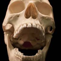 微信骷髅头像图片大全