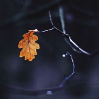 微信头像图片唯美静物