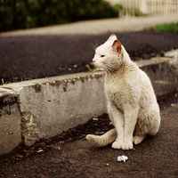 可爱猫咪头像图片大全