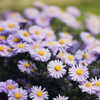 一朵花的清新图片头像 清新唯美范儿