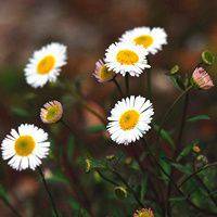 徽信头像图片花朵 色彩淡雅的清新花朵