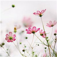 徽信头像图片花朵 色彩淡雅的清新花朵