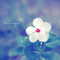 徽信头像图片花朵 色彩淡雅的清新花朵