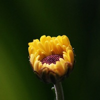 一朵花的清新图片头像 清新唯美范儿