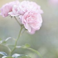 唯美意境意境头像 不同风格的唯美意境