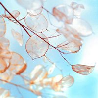 微信头像图片唯美静物