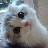 可爱猫咪头像图片大全