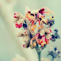 徽信头像图片花朵 色彩淡雅的清新花朵