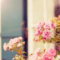 徽信头像图片花朵 色彩淡雅的清新花朵