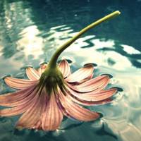 静物头像清新唯美