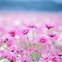 徽信头像图片花朵 色彩淡雅的清新花朵