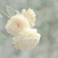 徽信头像图片花朵 色彩淡雅的清新花朵