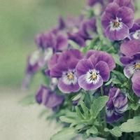 徽信头像图片花朵 色彩淡雅的清新花朵