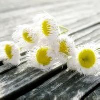 徽信头像图片花朵 色彩淡雅的清新花朵