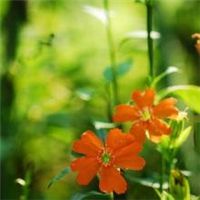 徽信头像图片花朵 色彩淡雅的清新花朵