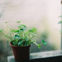 好看清新植物带来好运连连