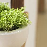 好看清新植物带来好运连连