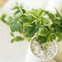 好看清新植物带来好运连连