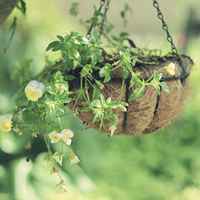 好看清新植物带来好运连连