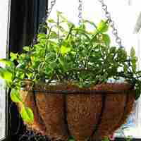 好看清新植物带来好运连连