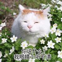 可爱猫带字头像图片_高清超萌可爱猫咪带文字