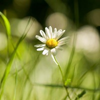 绿色意境唯美图片头像 绿色系护眼系列