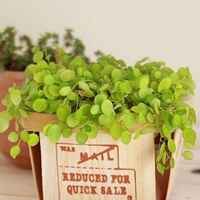 好看清新植物带来好运连连