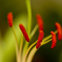 绿色意境唯美图片头像 绿色系护眼系列