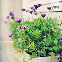 好看清新植物带来好运连连