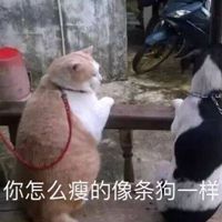 可爱猫带字头像图片_高清超萌可爱猫咪带文字