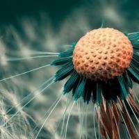 微信蒲公英花头像 蒲公英随风飘