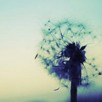微信蒲公英花头像 蒲公英随风飘