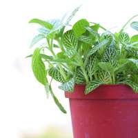 好看清新植物带来好运连连