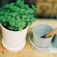 好看清新植物带来好运连连