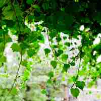 好看清新植物带来好运连连