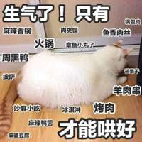 可爱猫带字头像图片_高清超萌可爱猫咪带文字