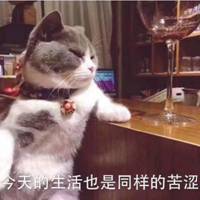 可爱猫带字头像图片_高清超萌可爱猫咪带文字